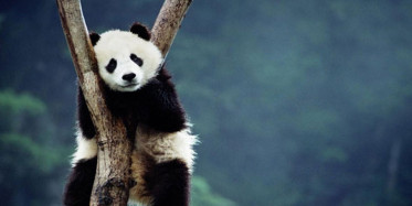 Pandaların Kavgası 17 Dakika Boyunca Sürdü