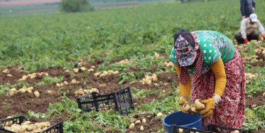 Patates Ve Soğan Hasadı Fiyatları Düşürdü