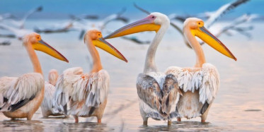 Pelikanlar Mersin'de Göç Molasında