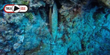 Toplu Balık Ölümleri Marmara'ya da Sıçradı