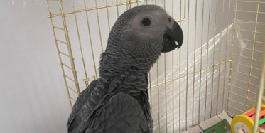 Pendik’te Adam Papağanını Kaybetti, Anonsla Aramaya Başladı