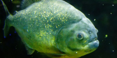 Nehirlerin En Vahşi Balığı Piranalar