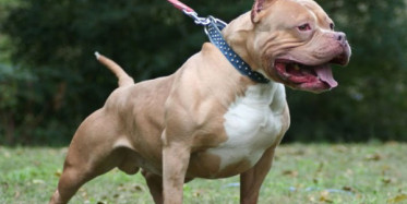 Beslenmesi Yasaklanan 10 Köpek Cinsi