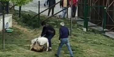 İstanbul'da Pitbull Başka Köpeklere Dehşeti Yaşattı