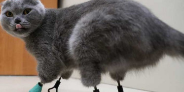 Soğuktan Patilerini Kaybeden Kediye Protez Pati