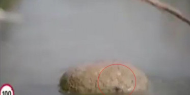 Rabbimizin Karıncaya Yardımı