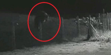 Rize’de evin bahçesine ayı girdi: O anlar güvenlik kamerasına yansıdı