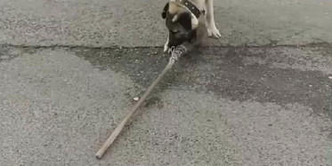 Rize'de köpek Temizlik İşçisinin Süpürgesini Kaçırdı