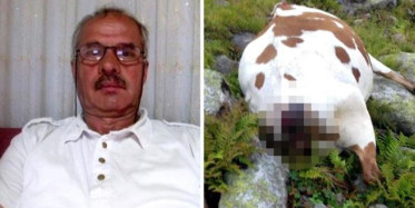 Rizeli Adamın Hayatını İneği Kurtardı!