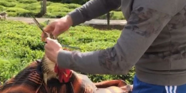 Rizeli Kuaför, Köy Evinde Horozunu Tıraş Eti