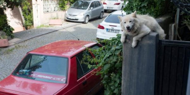 İstanbul'da 10 Senedir Her Gün Çıktığı Duvardan Sokağı Seyrediyor