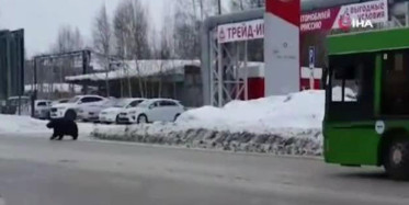Rusya'da Kente İnen Ayı Görenleri Korkuttu