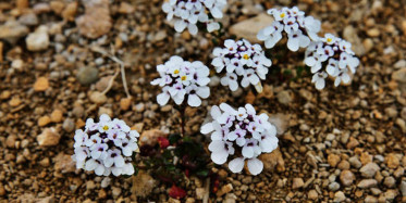 Sadece Aksaray’da Yetişen ‘Tuz Beğendi’ Çiçek Açtı