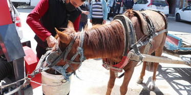 Sahibinden Kaçan At Trafiği Birbirine Kattı