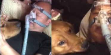 Sahibini Hastane Odasında Bekleyen Köpeğin Vefası