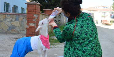 Sakarya'daki Kuzusunu Evladı Gibi Gören Kadın Kuzuyla Beraber Yatıyor