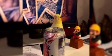 Saklambaç Oynayan Papağan Kamerada