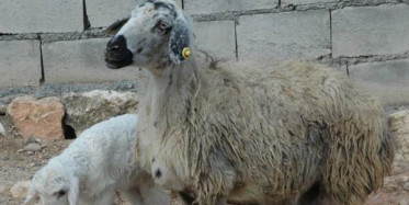 Diyarbakır'da Dünyaya Gelen Kuzu 4 Bacaklı Doğmadı!