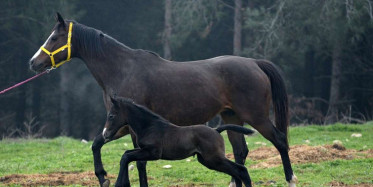 Şampiyonun Doğan Tay İçin 1 Sene Önceden Sıraya Girdiler