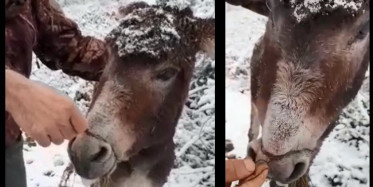 Samsun’da Ağzı Telle Bağlı Eşeği Bulan Vatandaştan Dikkat Çeken Açıklama!