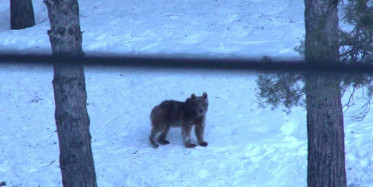 Sarıkamış'ta Yiyecek Arayan Ayılar Böyle Görüntülendi