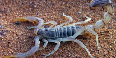 Akrebin Doğum Anları Görenleri Hayrete Düşürdü!