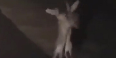 Sosyal Medyada Olay Olan Tavşan Kavgası