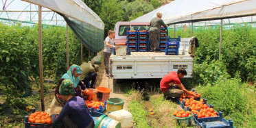 Sebzede Öncü Amasya’da Domates Hasadı Başladı!