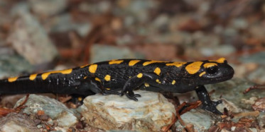 Malatya'da Nesli Tükenmekte Olan Türk Semenderi Bulundu