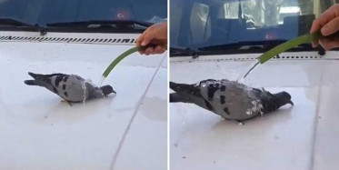 Sıcak havadan bunalan güvercini hortumla serinletti!