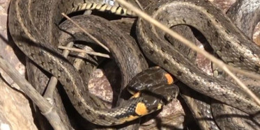 Sivas'ta kadın kuaförüne yılan şoku! Yılanın nereden çıktığını öğrenince bir daha hayatta kuaföre gidemeyeceksiniz