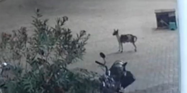 Sokak Köpeğinin Leopara Saldırdığı Anlar