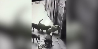 Sokak Köpekleri Kendilerini Seven Adamı Paramparça Etti!