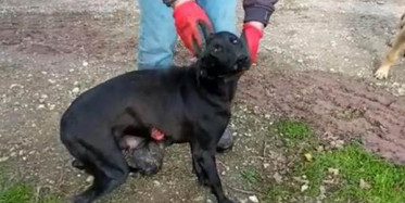 Sakarya'da Köpeğe Tecavüz!