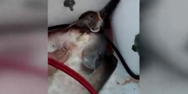 Balıkçının Ellerine Doğurdu!