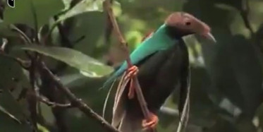 Şu Kuşun Güzelliğine Bakın