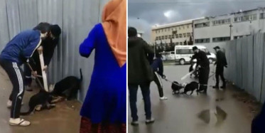 Sultanbeyli'de Pitbull Sokak Köpeğine Saldırdı