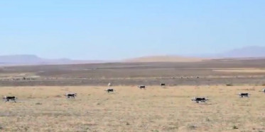 Sürü İHA’lara Yapay Zeka Desteği