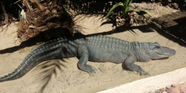 Dünya'nın En Tehlikeli Sürüngenleri