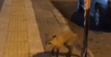 Açlıktan Şehre İnen Tilkiyi Köfte İle Beslediler