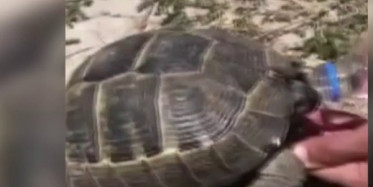 Kaplumbağaya Su İçiren Polis Memuru