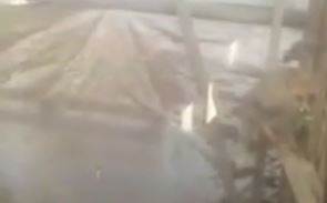 Tilki Girdiği Kümeste Sıkışıp Kaldı