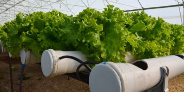 Topraksız Tarım İle Yılda 100 Bin Hedefliyor 