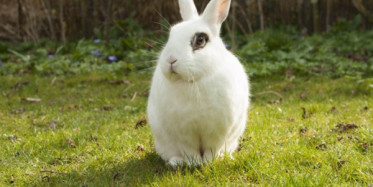 Bahçede Tuzak Kurup Tavşan Yakalayan Çocuk