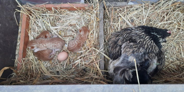 Tavuk, 3 Kedi Yavrusuna Annelik Yapıyor