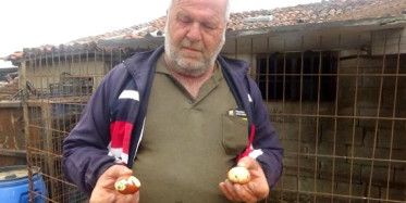 Tavuklarına Maydanoz Yedirdiği İçin Bakın Yumurtaları Nasıl Çıkmış