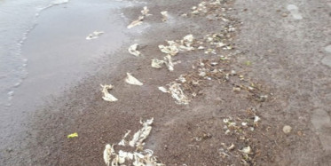 Tedirgin Eden Ölümlerin Sebebi Açıklandı