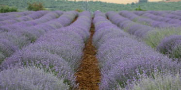Tekirdağ Lavanta Günleri Başladı
