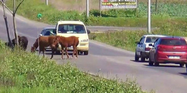 Tekirdağ'da Yola Çıkan Atlar Trafiğe Engel Oldu