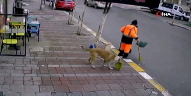 Temizlik Görevlisinin Süpürgesini Çalan Hırsız Köpek Yakalandı